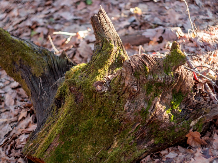 fallo hepatico en perros esperanza de vida y cuidados