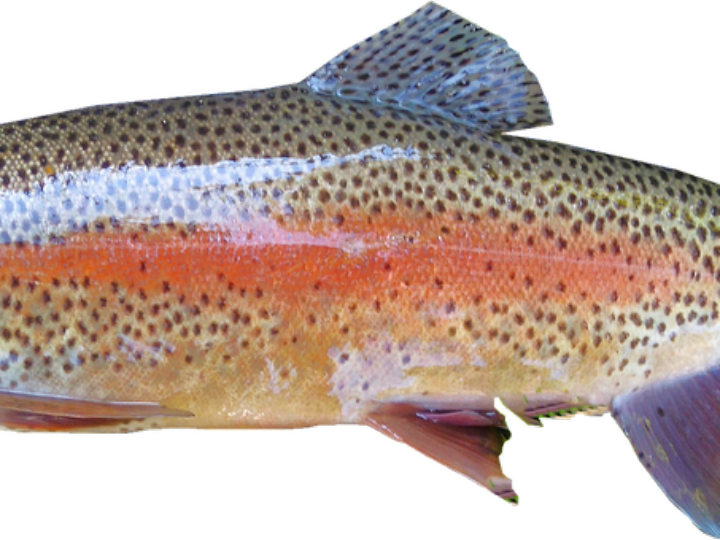 filetes de trucha arco iris mercadona precio y opiniones