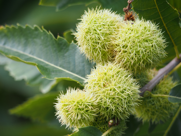 flores de bach 30 sweet chestnut