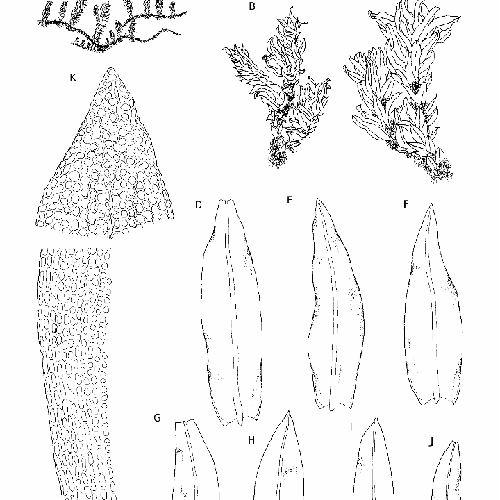 genu flexum o flexo de rodilla