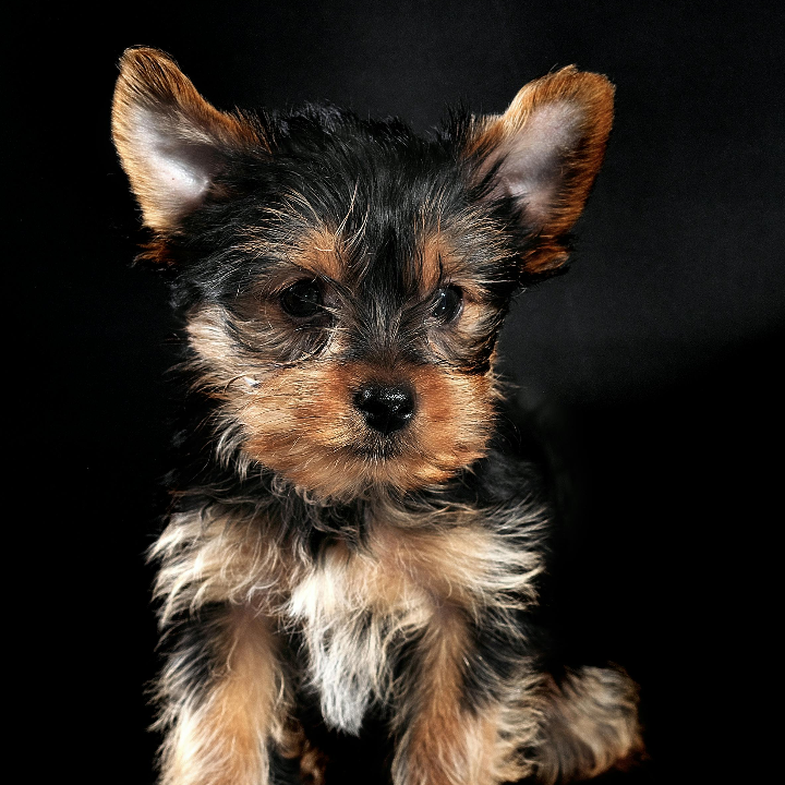 granos en perros yorkshire peluqueria canina perrukings com