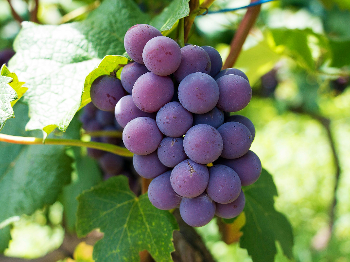 grape juice concentrate properties and benefits