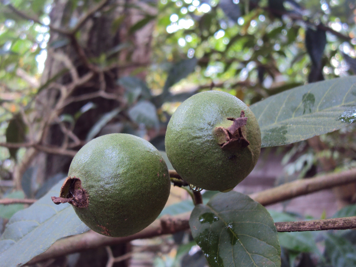 guayabo psidium cattleianum