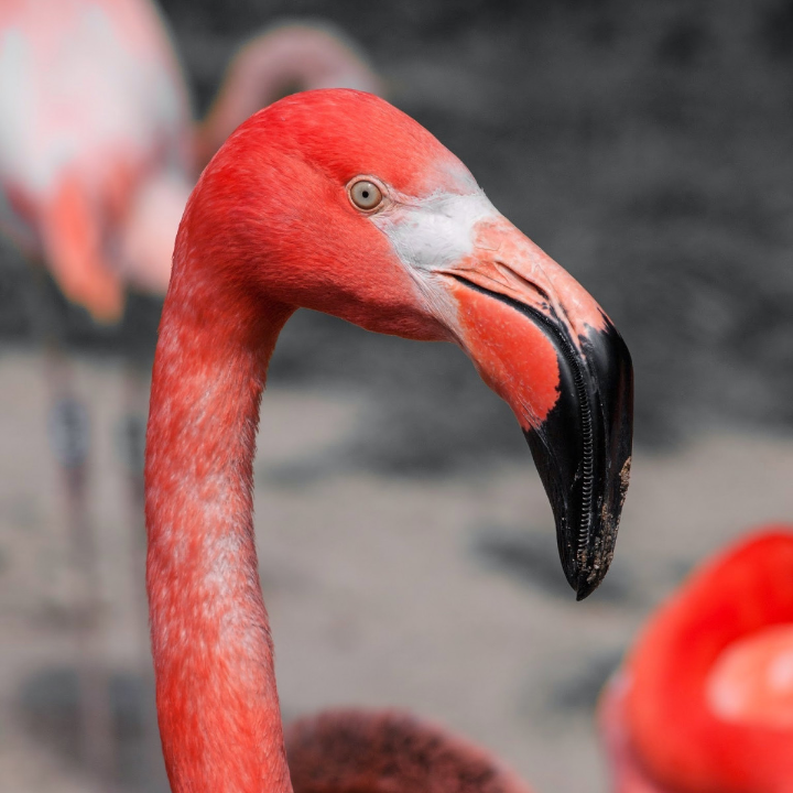 guia completa como limpiar un cuello de pelo natural tips y trucos infalibles