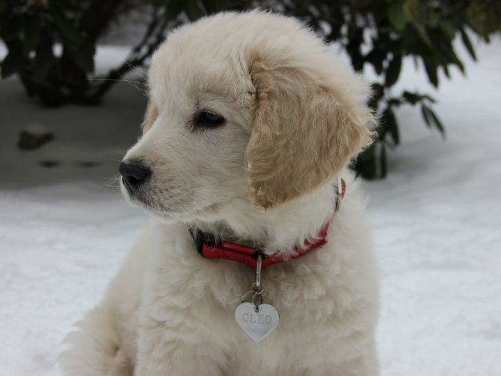 guia para cuidar a tu cachorro golden retriever de 4 meses