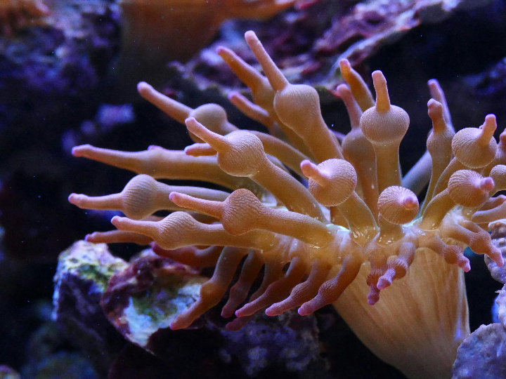 idale vida a tu pecera sin peces descubre las mejores ideas de decoracion