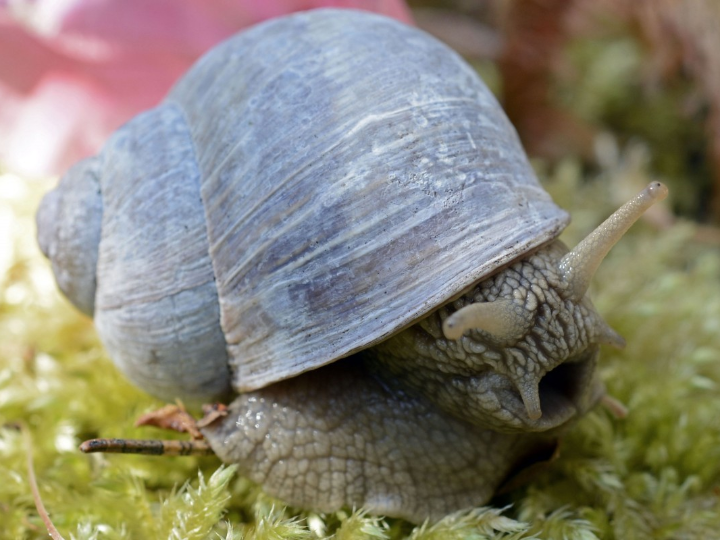 idelicioso arroz brut con caracoles para sorprender a tu paladar