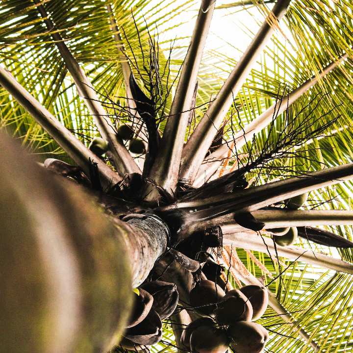 idescubre los sorprendentes beneficios del gusano de coco en tu entrenamiento deportivo