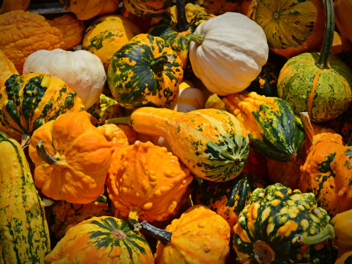 la calabaza y sus propiedades