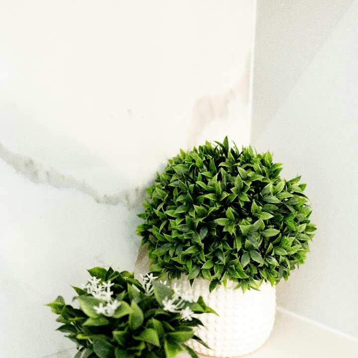 las notas aromaticas del jazmin sambac