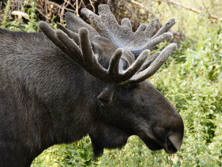 llave mordaza plana tipo sueco a 45o beta ref 377