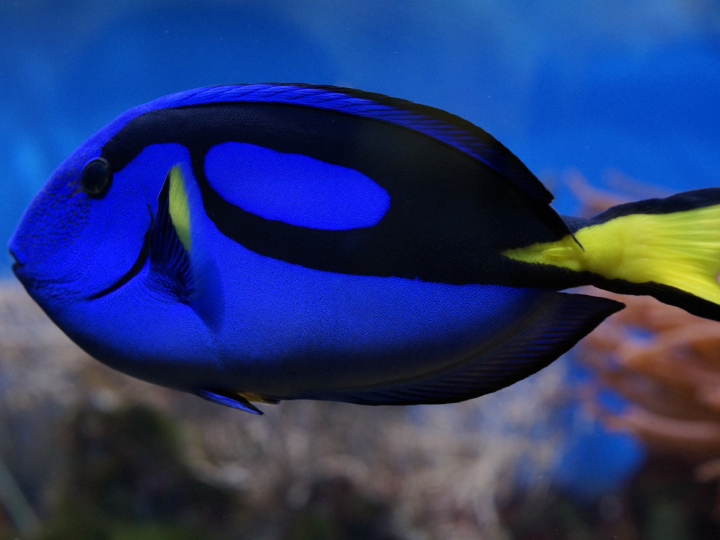 los dispensadores de peces mas exclusivos analisis de productos internacionales de lujo