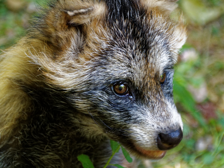 los peces omnivoros una guia completa sobre su alimentacion y productos recomendados
