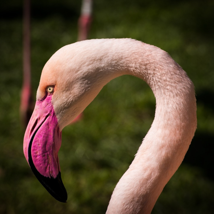 majareta las obsesiones del autor de pink flamingos