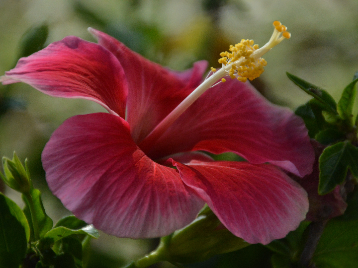 mallas wong vs hoko cual elegir para tus entrenamientos deportivos