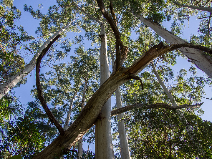 manio el arbol nativo chileno de gran valor