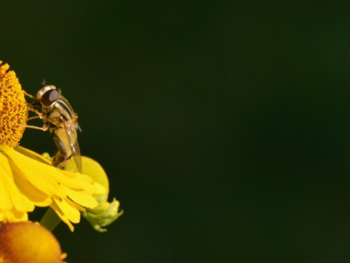 maximizar el anabolismo proteico el caso de la ingesta relativa de proteinas
