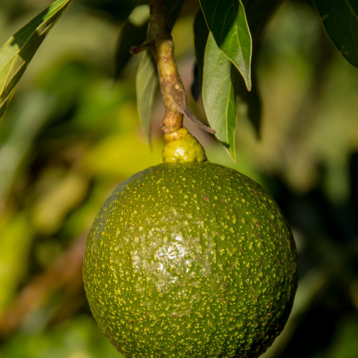 mi mata de aguacate florece pero no da frutos por que mi arbol de palta no da frutos