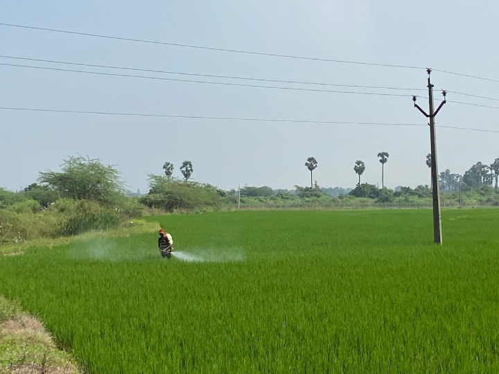 mucuna pruriens potencial utilidad terapeutica