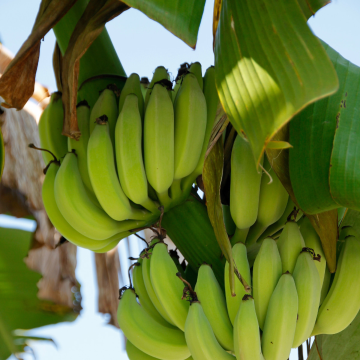 musa acuminata dwarf cavendish platanera canaria