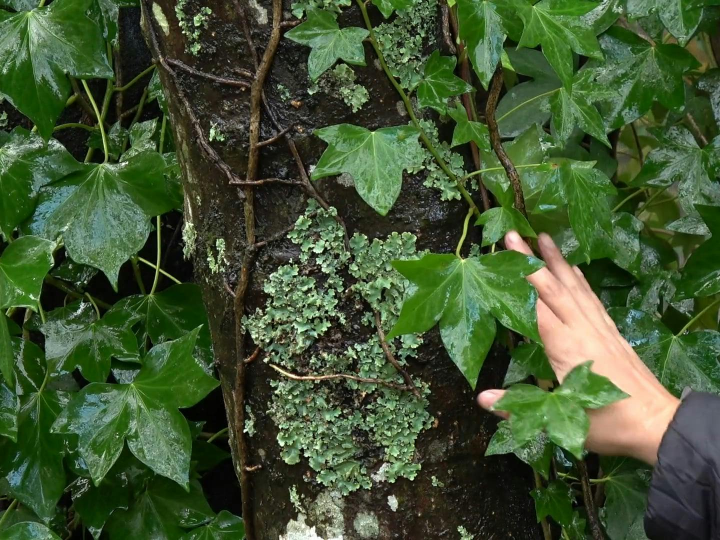 musgo en la decoracion un toque natural para acompanar tus alimentos sin gluten