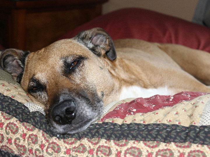 panales para ninos grandes id comfy junior xs slip 40 70 cm bolsa 14 unidades id5501025140 01