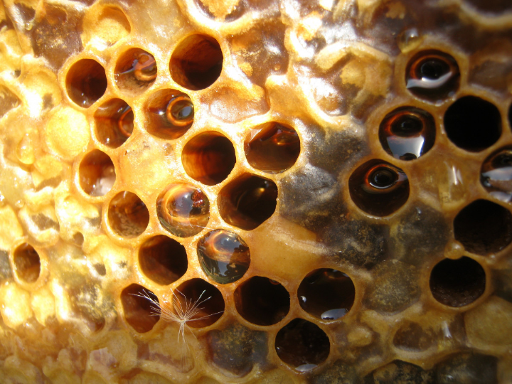 papel de cera de abeja mercadona la opcion natural y sostenible para conservar tus alimentos