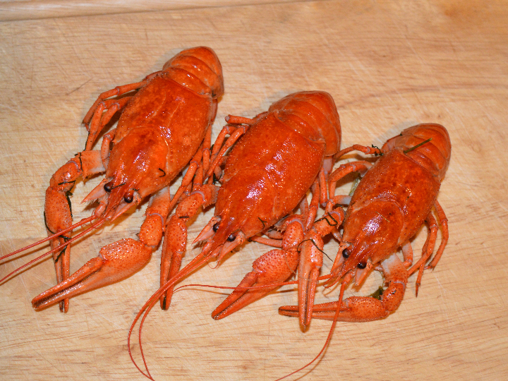 pave de salmon delicadeza internacional para deleitar tu paladar