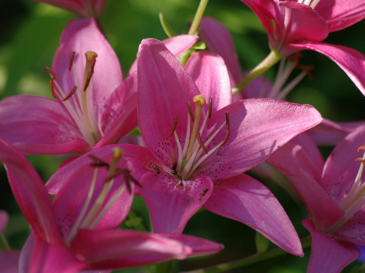 perfumes que contienen lilial