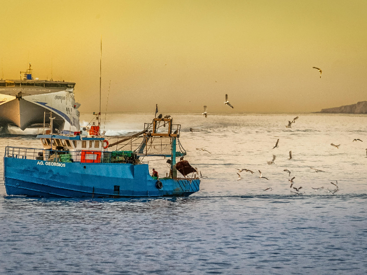 pescado ecologico y pescado sostenible que son y en que se diferencian