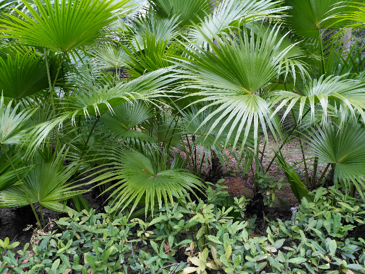 plantas parecidas a las palmeras para tu jardin exotico