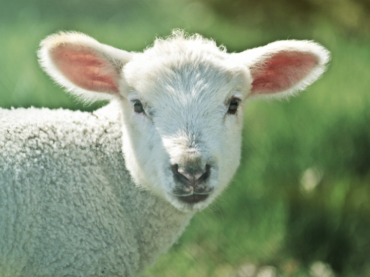 por que comemos cordero en pascua
