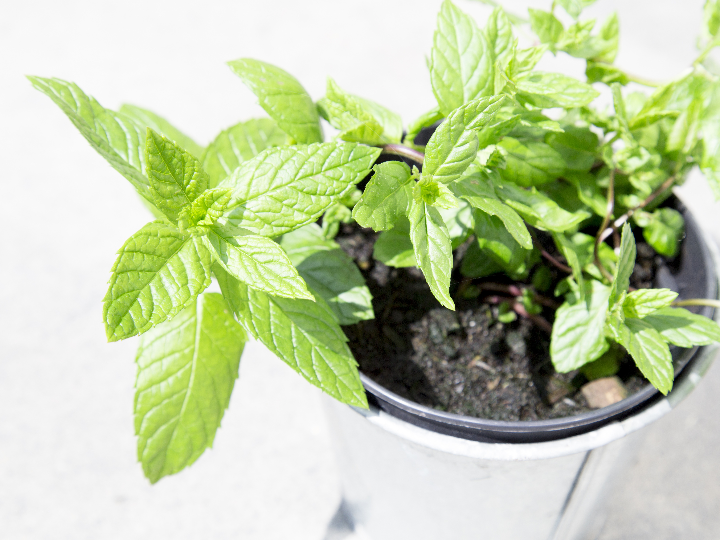 puff mints kush mints x jet a