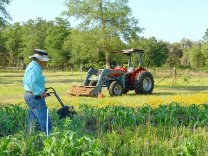 que abono y fertilizante necesita una plantacion de pistachos