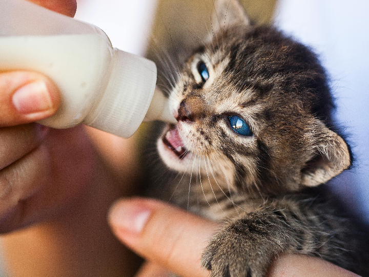 que pasa si un gato sano come alimento renal riesgos y beneficios