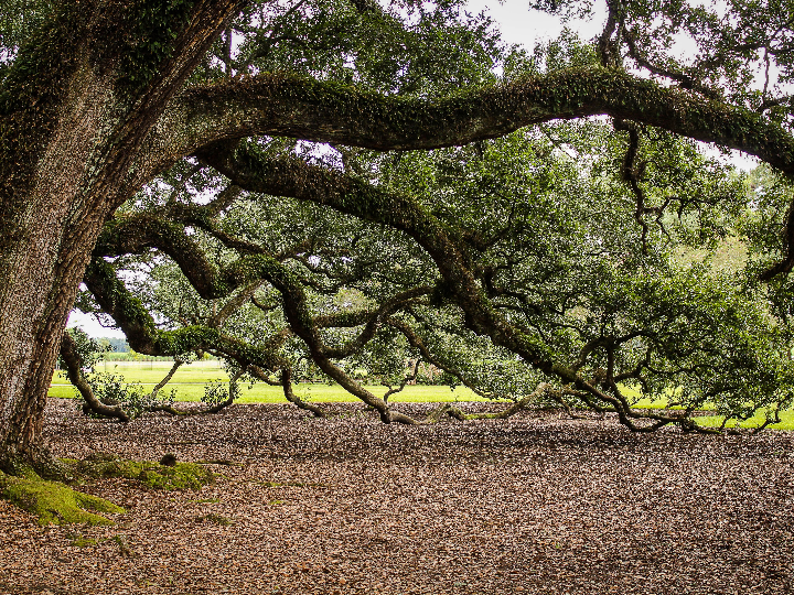 quesos duros ejemplos y caracteristicas