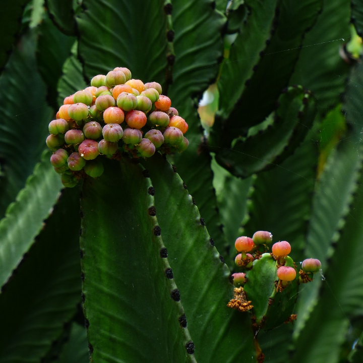 quita verrugas en mercadona opiniones y precios en 2024