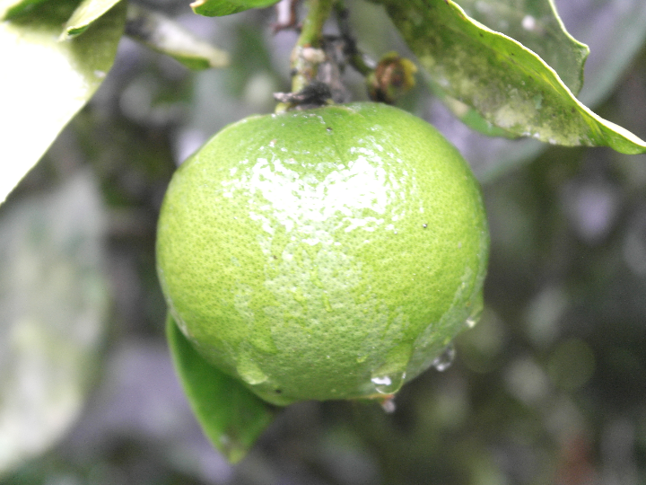 salsa naranja mercadona deleitate con este sabor internacional en casa