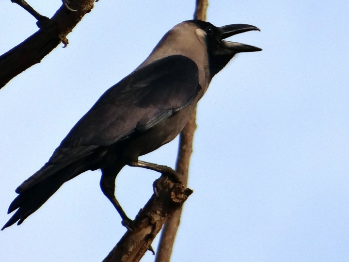 seis de cuervos saga completa estuche especial