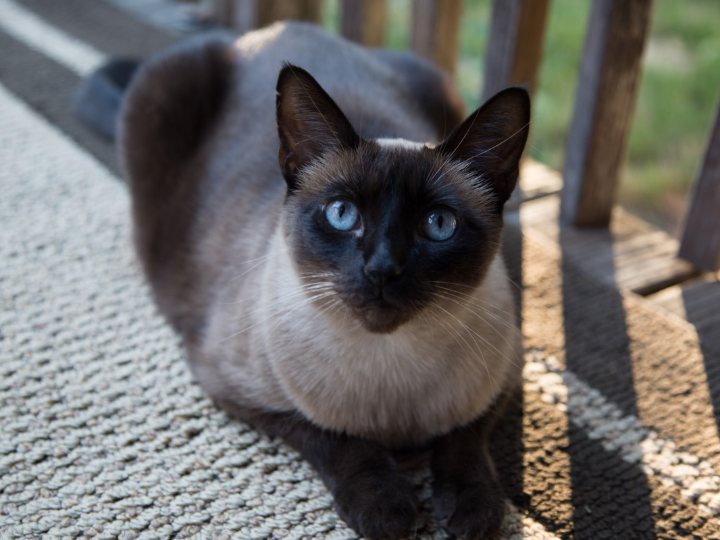 sellador marron adiseal sella al instante