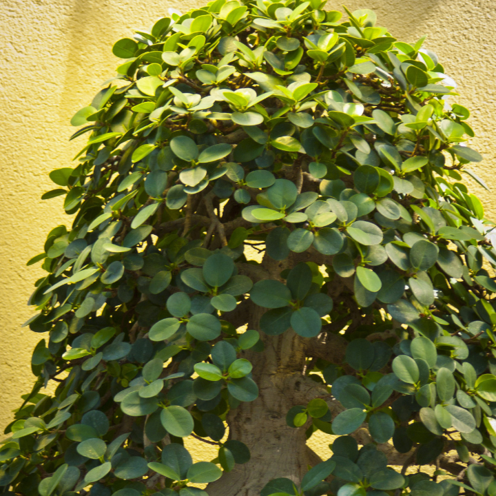 serissa phoetida 8 anos bonsai de interior