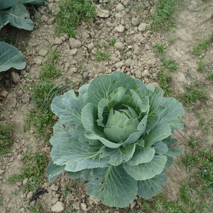 sistemas ras en acuicultura innovacion para una pesca sostenible