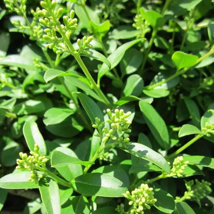 suravitasan aceite de oregano salvaje 15ml