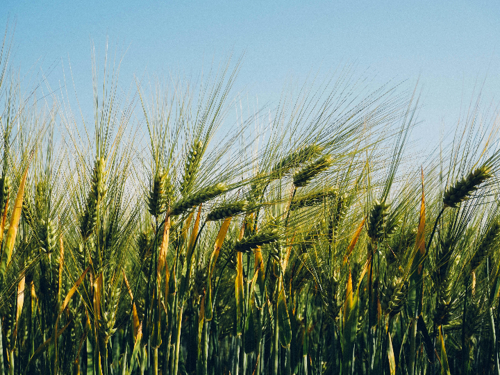 tipos de semilleros y que cultivar en un huerto con mas de 20m2