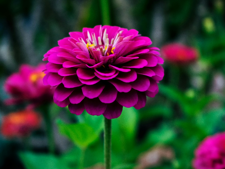 todas las clases de dalias descubre sus variedades y colores