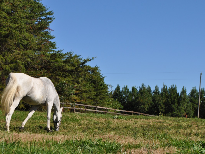 todo lo que necesitas saber sobre los raids ecuestres enduro ecuestre