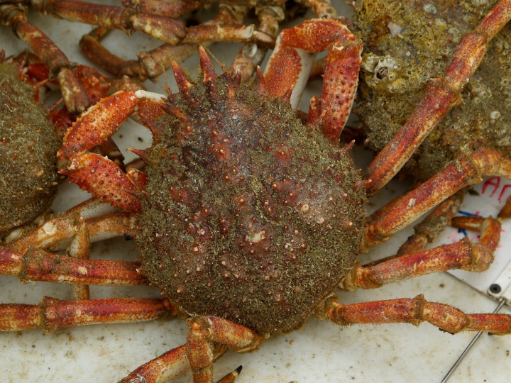 todo sobre el cangrejo de rio en mercadona calidad y variedad