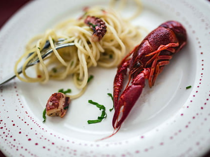 vino come pulpo y bebe vino opiniones y analisis