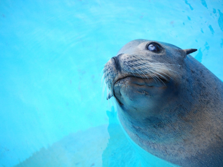 waterproof sealant stops leaks instantly seal even in wet